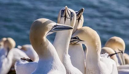 NBA球员轻伤引担忧：赛季重启前的“伤病阴影”