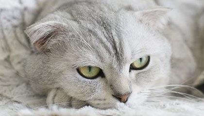 欧洲红魔的荣耀征程：比利时球队的王者之路