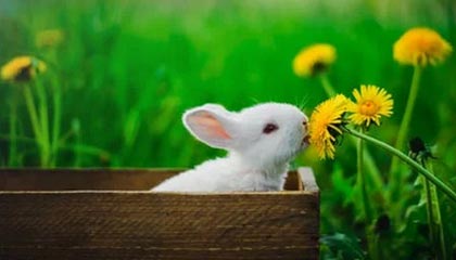 技惊四座！球队绝杀时刻惊艳全场